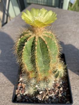 Notocactus magnificus